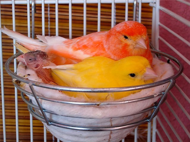 Содержание канареек и уход за ними в Томмоте