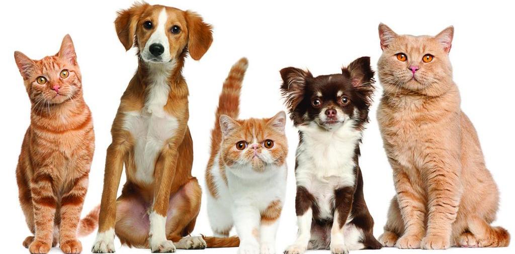 Доска объявлений о животных | ЗооТом - продажа, вязка и услуги для животных в Томмоте