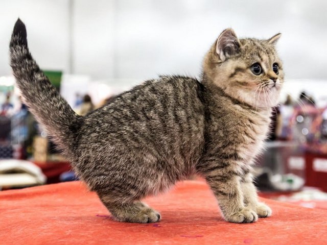 Породы кошек в Томмоте | ЗооТом портал о животных