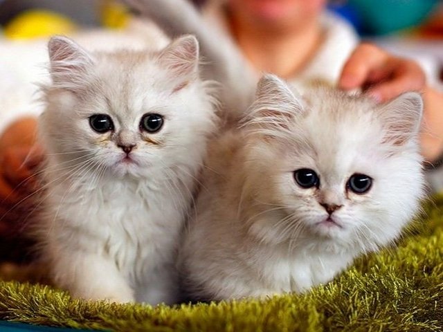 Породы кошек в Томмоте | ЗооТом портал о животных