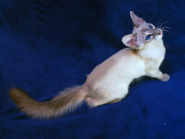 Выведенные породы кошек в Томмоте | ЗооТом портал о животных