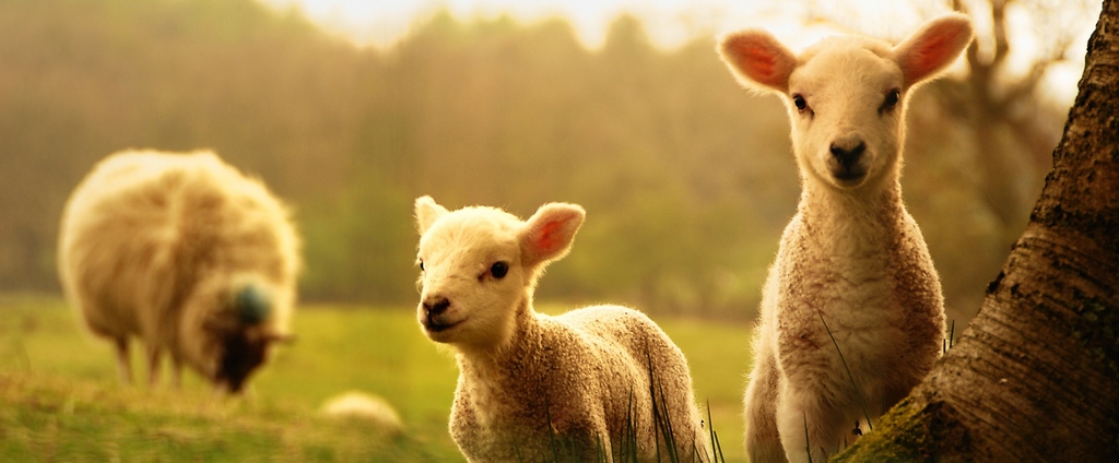 Объявления о сельскохозяйственных животных | ЗооТом - продажа, вязка и услуги для животных в Томмоте