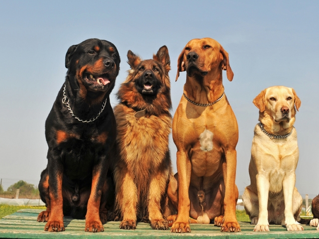 Крупные породы собак в Томмоте | ЗооТом портал о животных