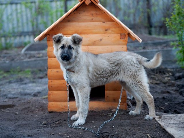 Все о собаках в Томмоте Все о собаках в Томмоте